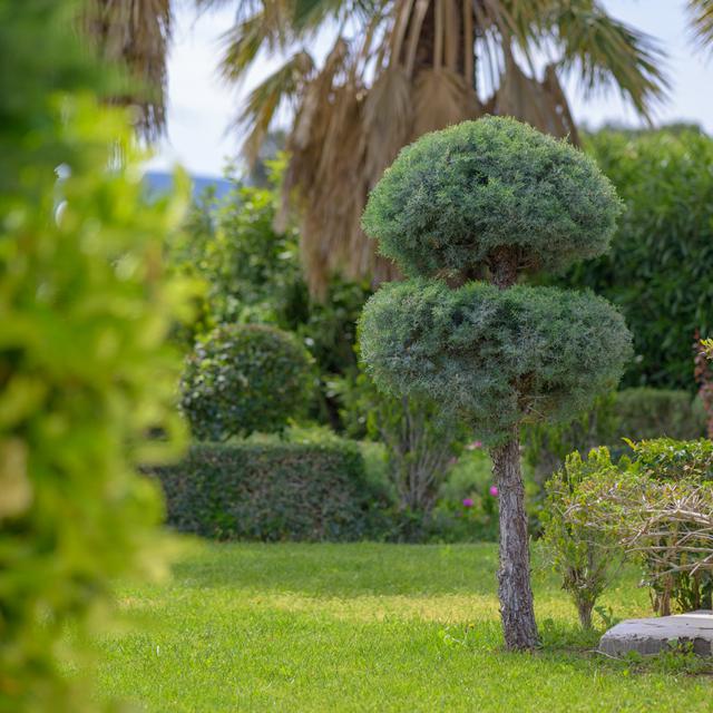 Ikies - Afbeelding 4